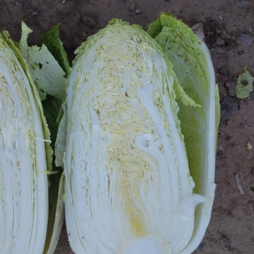 大白菜