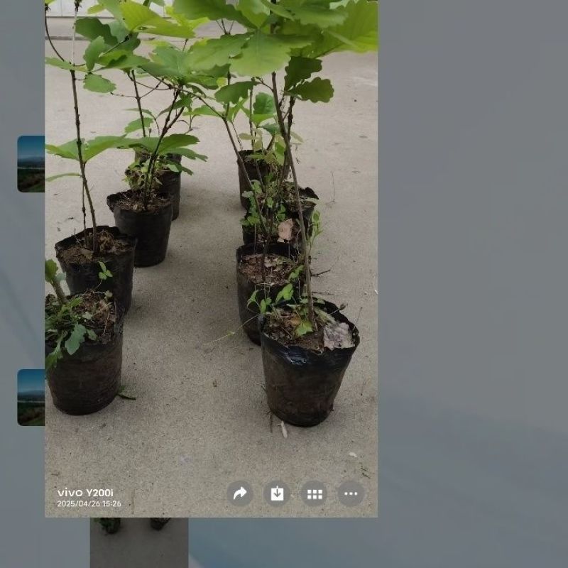 槲树苗槲栎头树苗绿色观叶花卉盆景荒山庭院种植带土发货