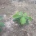 槲树苗槲栎头树苗绿色观叶花卉盆景荒山庭院种植带土发货