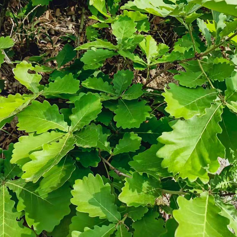 槲树苗槲栎头树苗绿色观叶花卉盆景荒山庭院种植带土发货