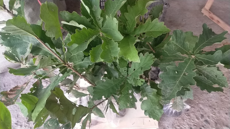 槲树苗槲栎头树苗绿色观叶花卉盆景荒山庭院种植带土发货