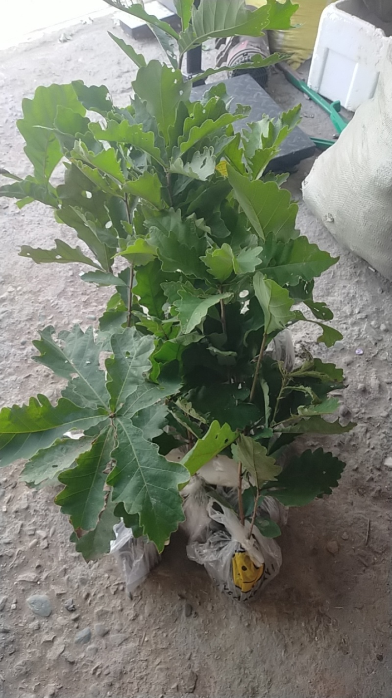 槲树苗槲栎头树苗绿色观叶花卉盆景荒山庭院种植带土发货
