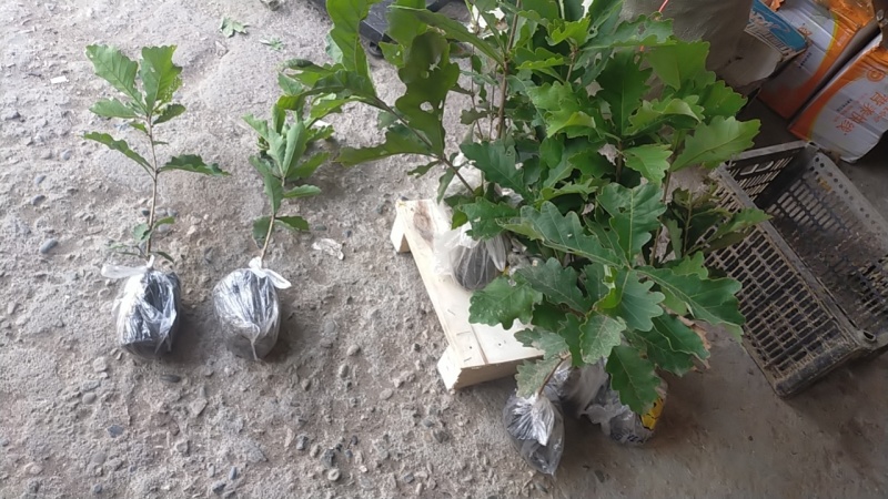 槲树苗槲栎头树苗绿色观叶花卉盆景荒山庭院种植带土发货