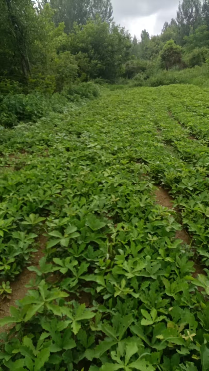槲树苗槲栎头树苗绿色观叶花卉盆景荒山庭院种植带土发货