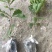 槲树苗槲栎头树苗绿色观叶花卉盆景荒山庭院种植带土发货