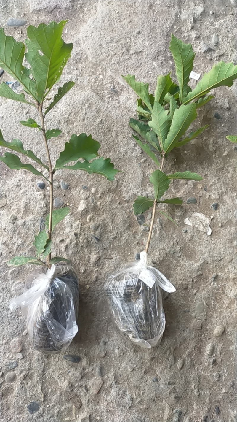 槲树苗槲栎头树苗绿色观叶花卉盆景荒山庭院种植带土发货