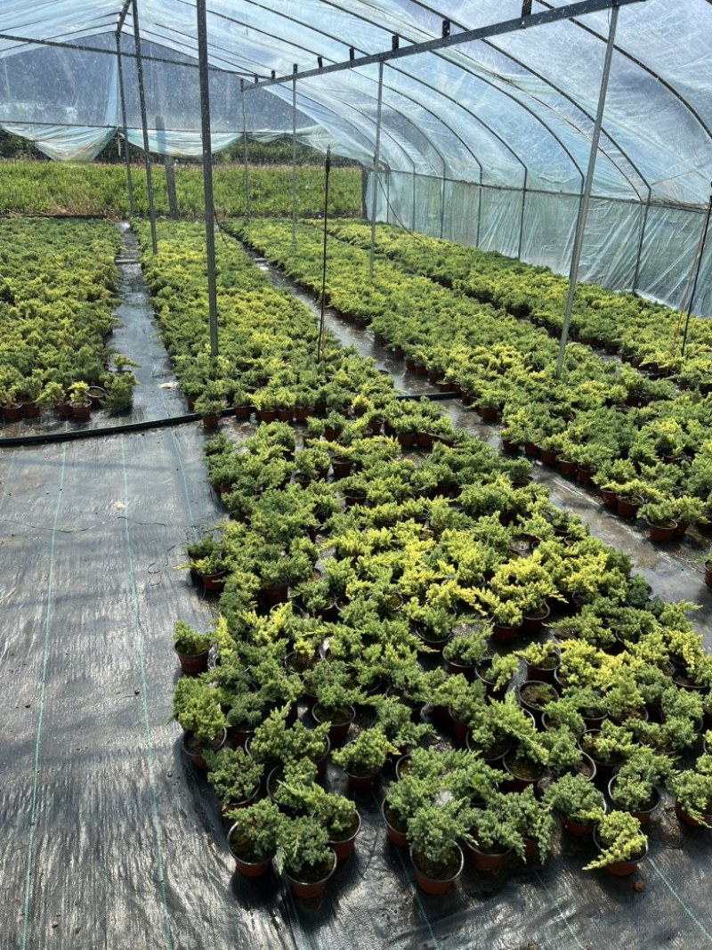 新西兰珍珠柏盆景素材苗批发
