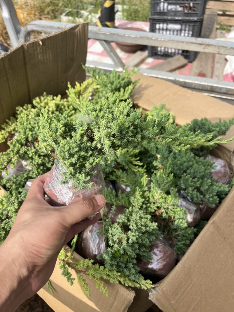 新西兰珍珠柏盆景素材苗批发