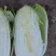 大白菜