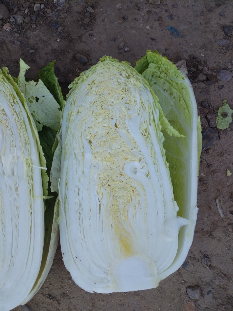大白菜