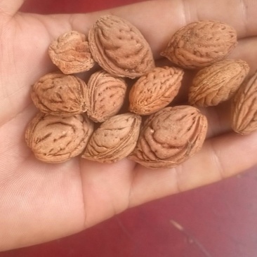 毛桃胡