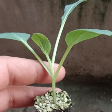 花菜苗，自产自销，保证质量，量大从优，全国发货。