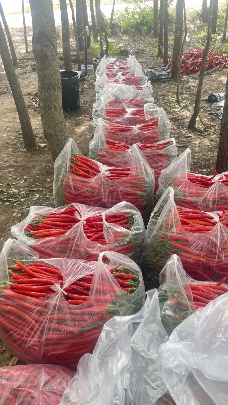 精品三号红线椒，大量有货，甘肃平凉泾川县