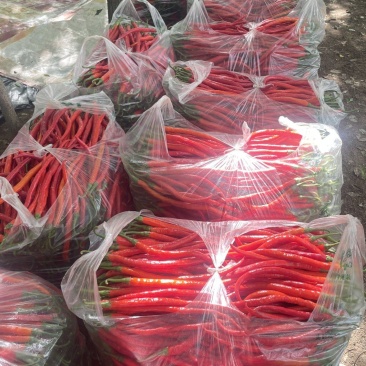 精品三号红线椒，大量有货，甘肃平凉泾川县