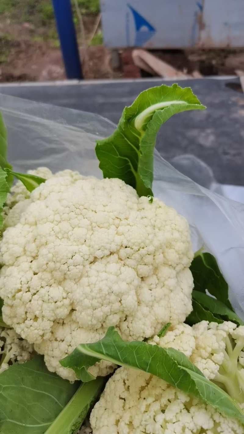 花菜苗，自产自销，保证质量，量大从优，全国发货。