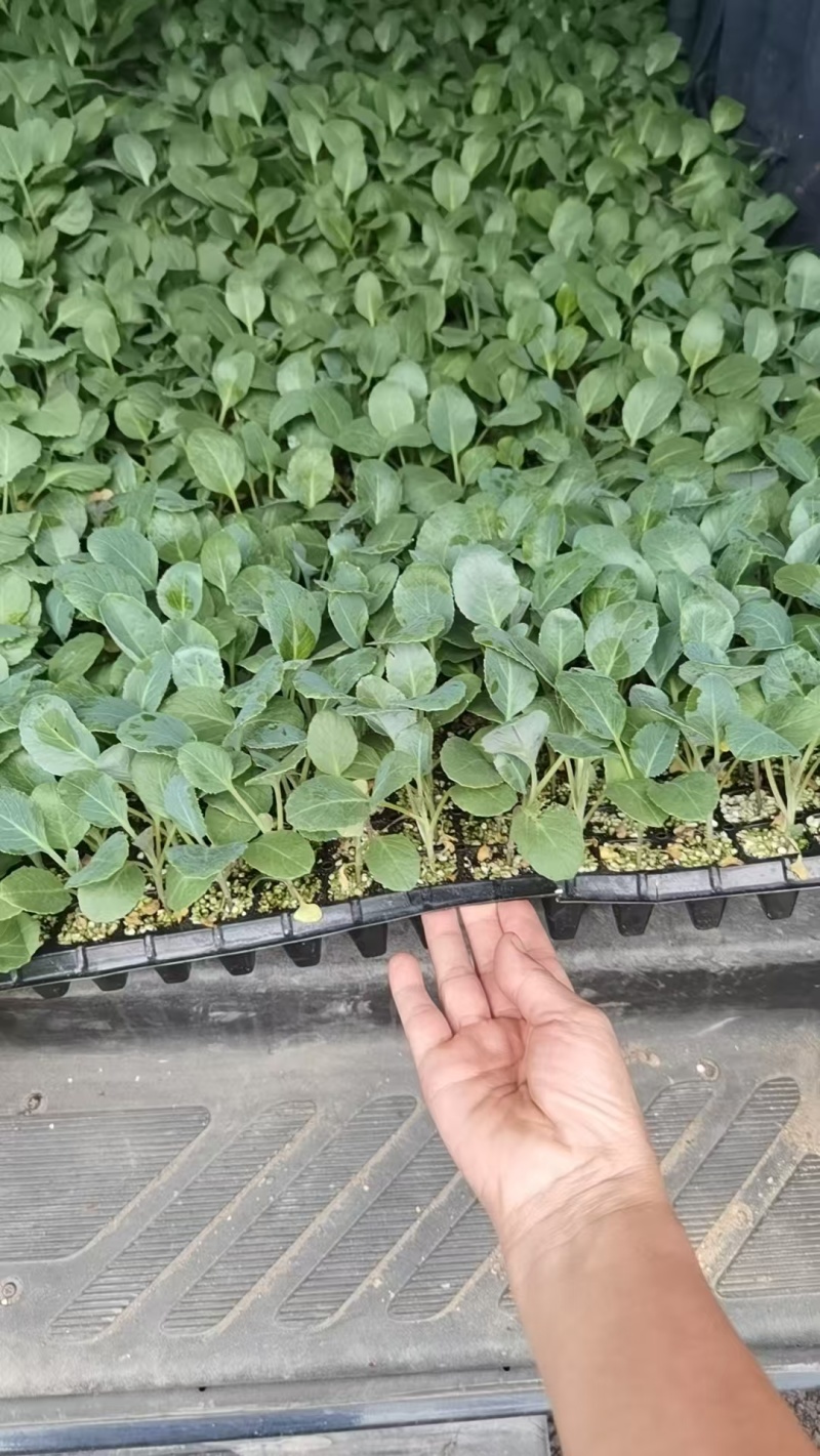 花菜苗，自产自销，保证质量，量大从优，全国发货。