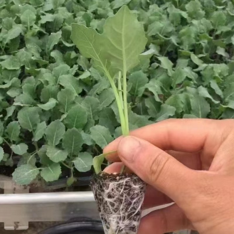 西南花苗，自产自销，全国发货，保证质量，量大从优