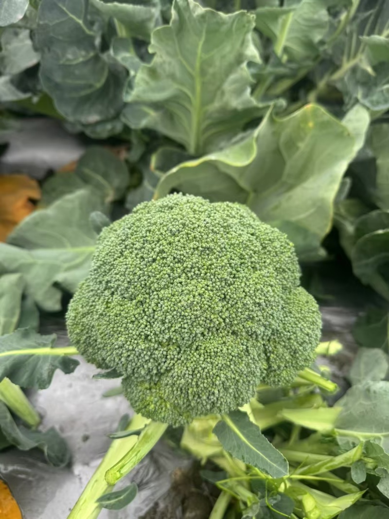 西南花苗，自产自销，全国发货，保证质量，量大从优