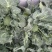 西南花苗，自产自销，全国发货，保证质量，量大从优