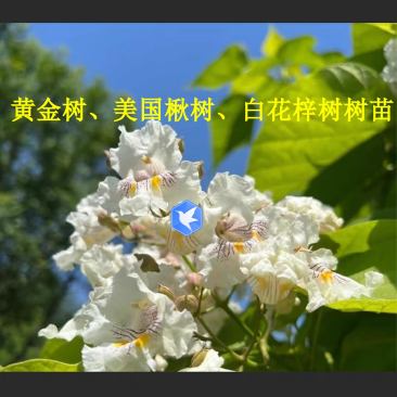 黄金树苗，楸树苗，白花梓树树苗