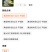 黄金树苗，楸树苗，白花梓树树苗