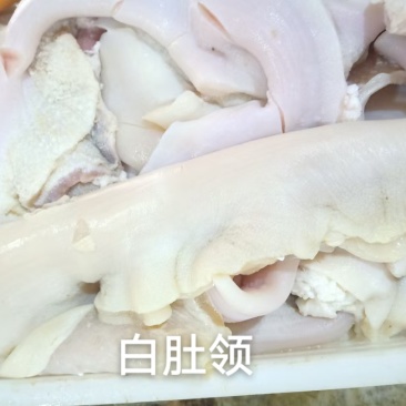 白肚领