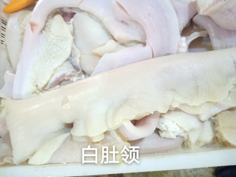 白肚领