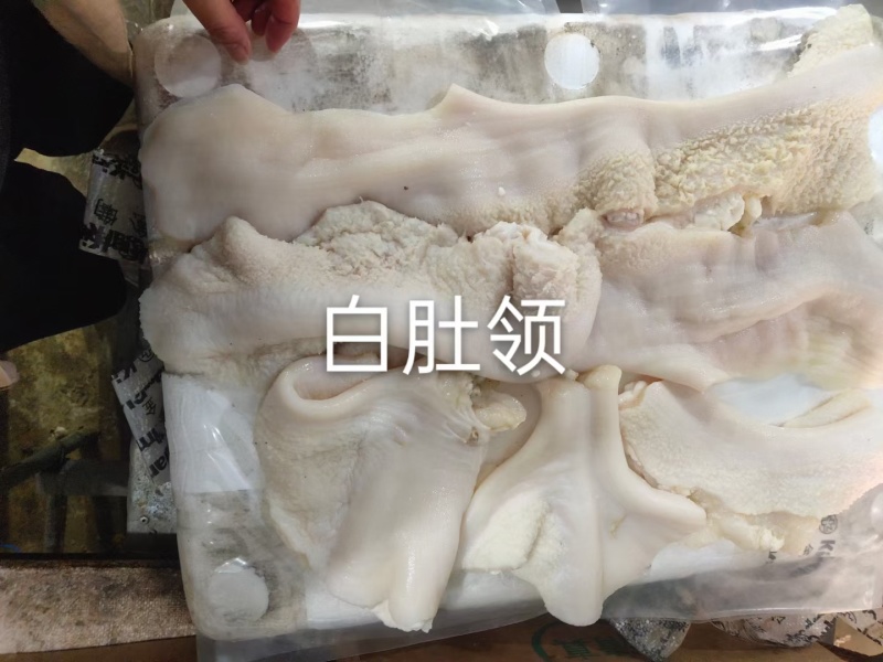 白肚领