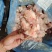 关节骨关节骨含肉量不错哦，一件也是批发价