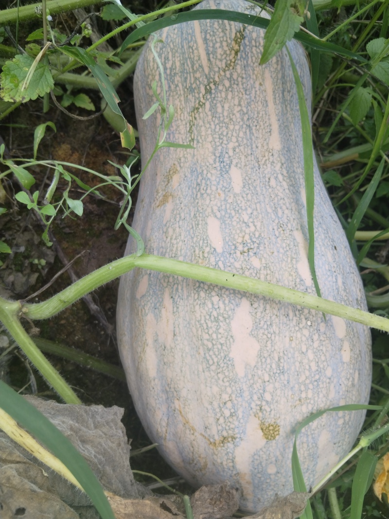 禄劝密本南瓜