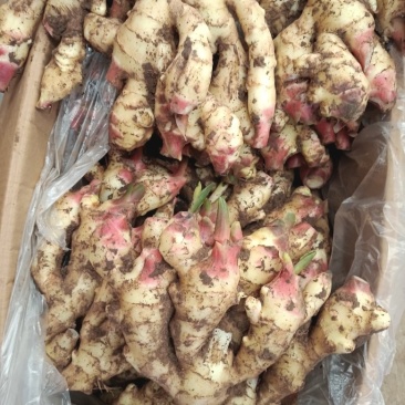 红芽鲜姜种植基地红芽鲜姜品质好现挖鲜姜货源充足