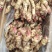 红芽鲜姜种植基地红芽鲜姜品质好现挖鲜姜货源充足