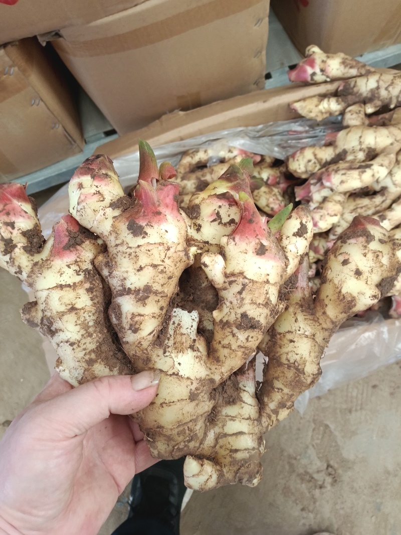 红芽鲜姜种植基地红芽鲜姜品质好现挖鲜姜货源充足