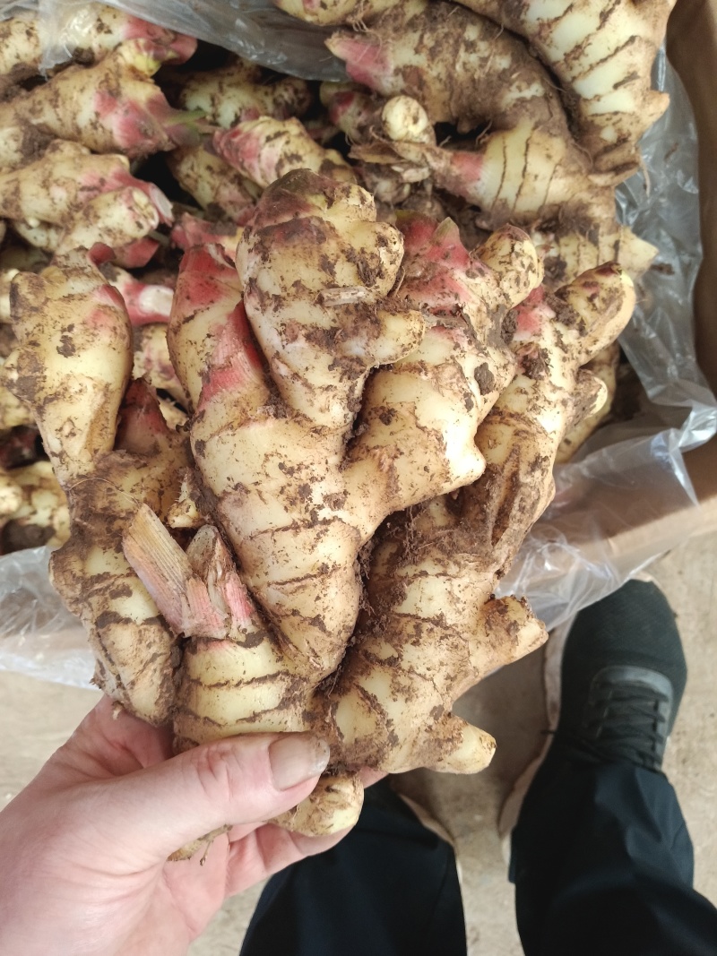 红芽鲜姜种植基地红芽鲜姜品质好现挖鲜姜货源充足