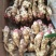 红芽鲜姜种植基地红芽鲜姜品质好现挖鲜姜货源充足