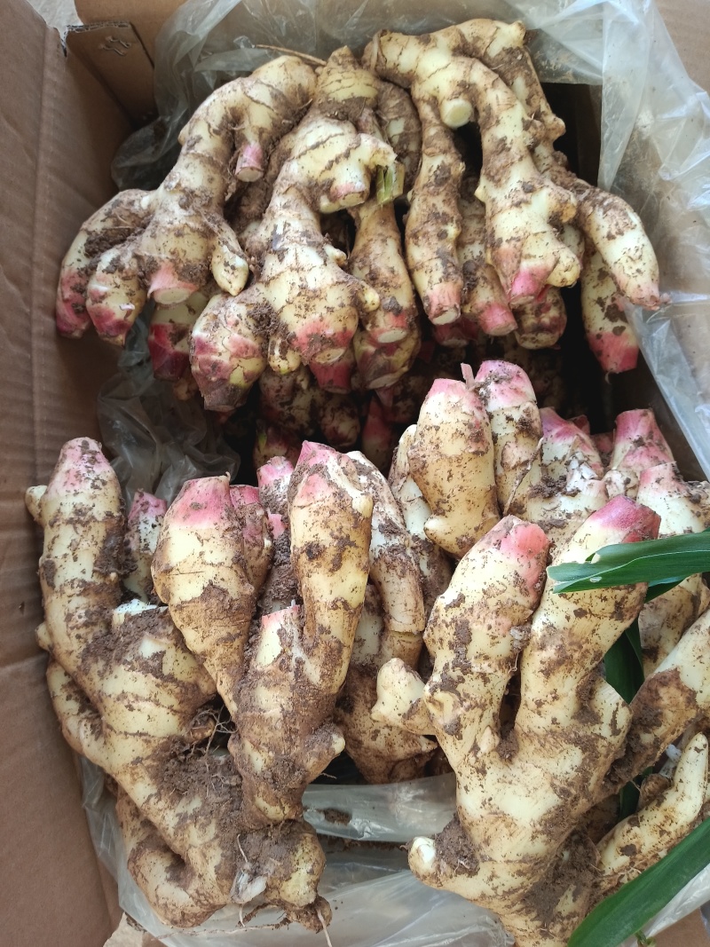 红芽鲜姜种植基地红芽鲜姜品质好现挖鲜姜货源充足
