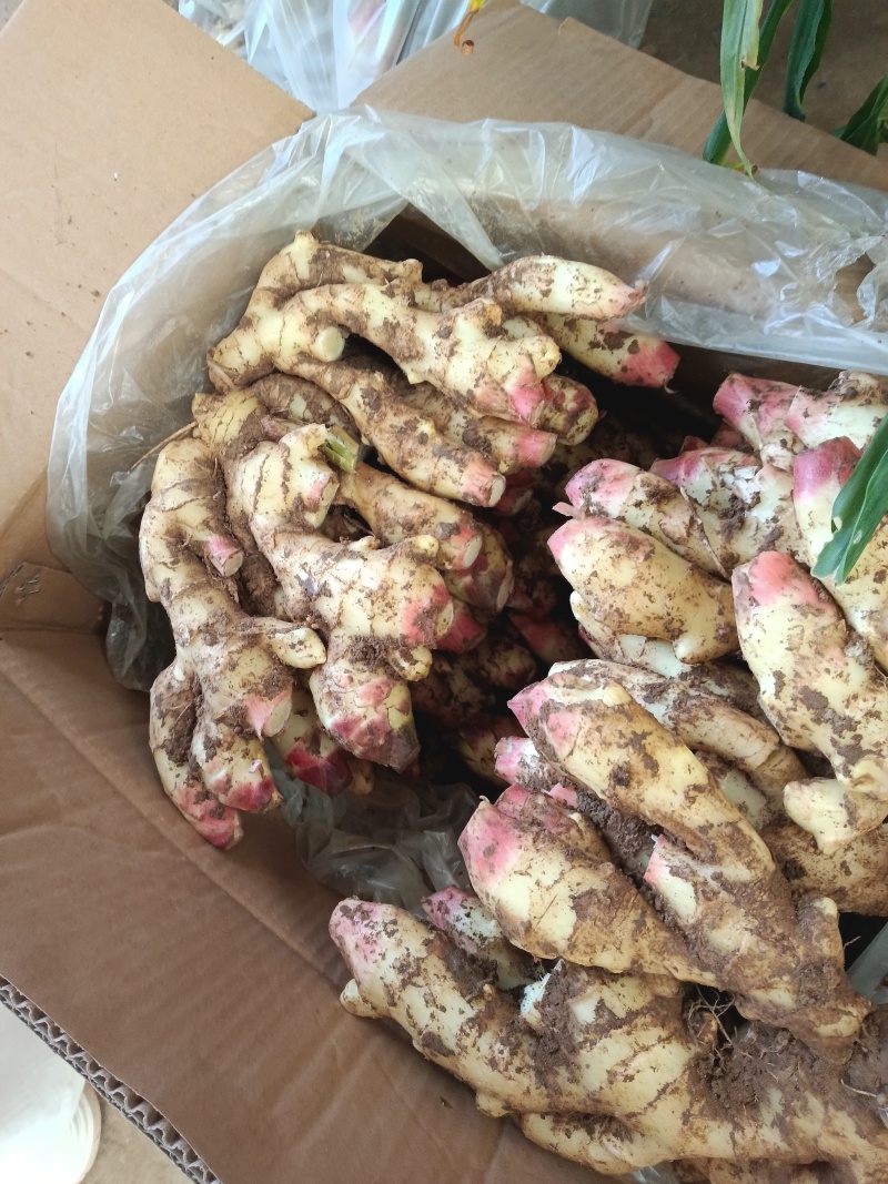 红芽鲜姜种植基地红芽鲜姜品质好现挖鲜姜货源充足
