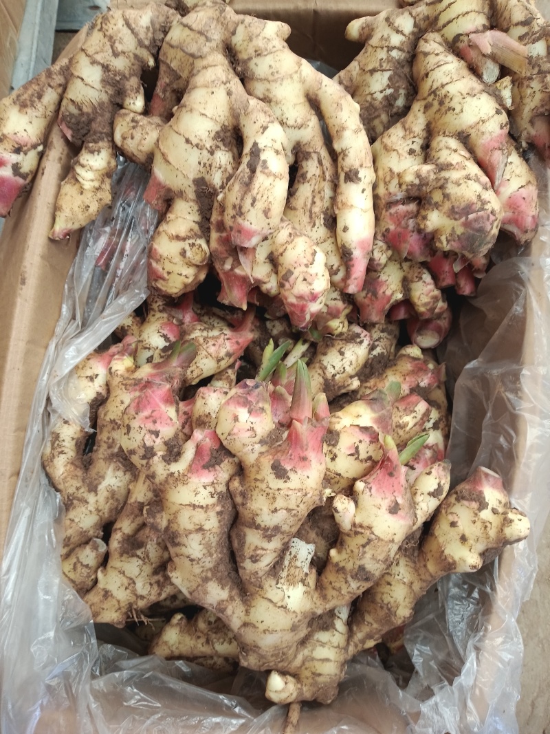 红芽鲜姜种植基地红芽鲜姜品质好现挖鲜姜货源充足