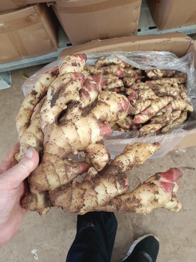 红芽鲜姜种植基地红芽鲜姜品质好现挖鲜姜货源充足