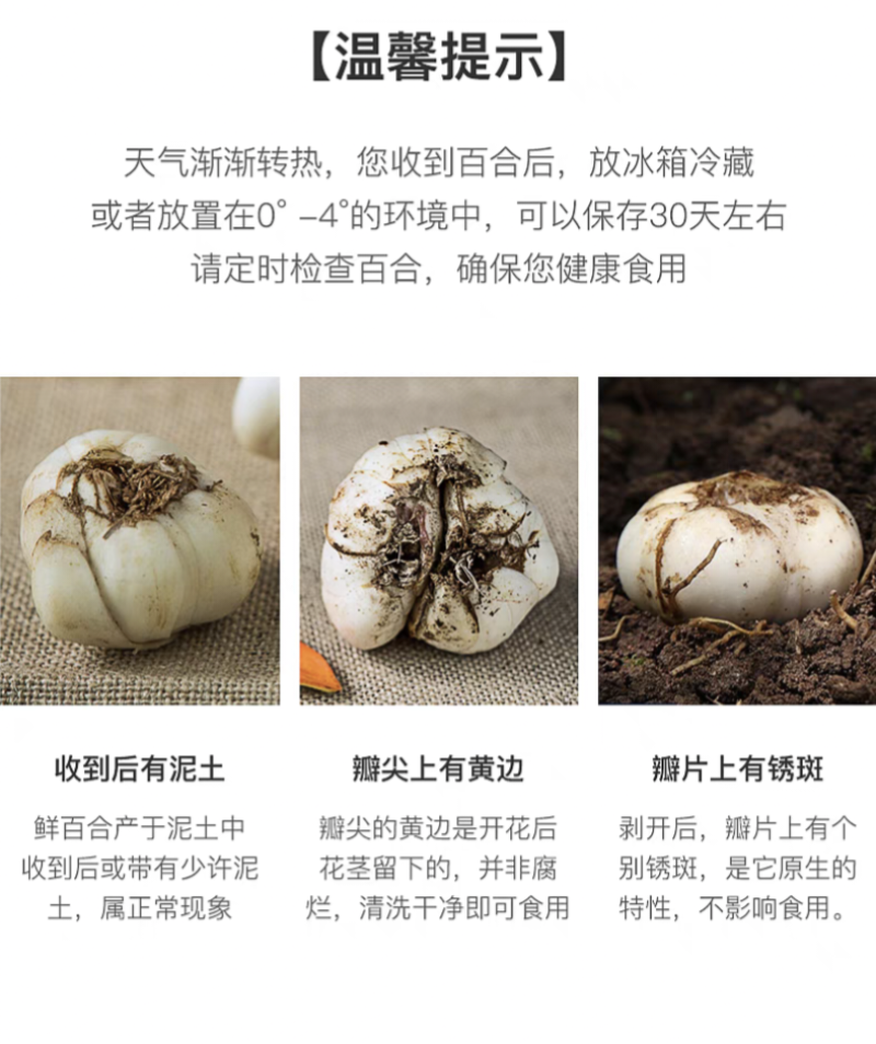 甘肃兰州农家自挖新鲜百合四颗一斤装批发价格
