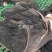 生黑牛肚