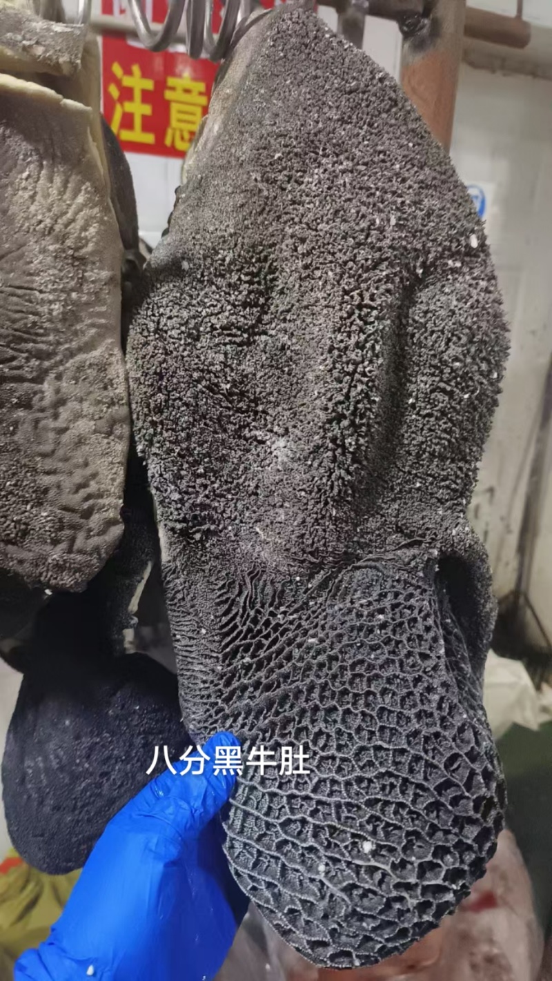 八分黑牛肚
