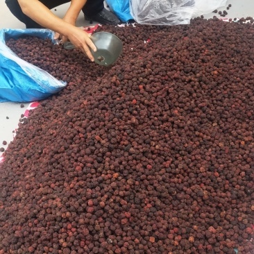 柘果野荔枝帝王果