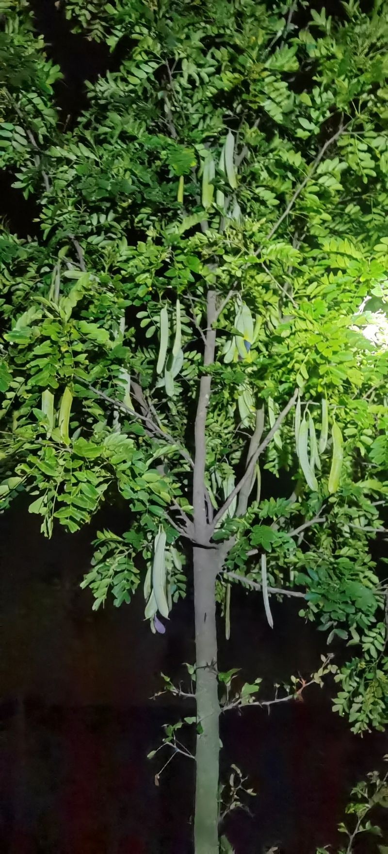 高接皂角树