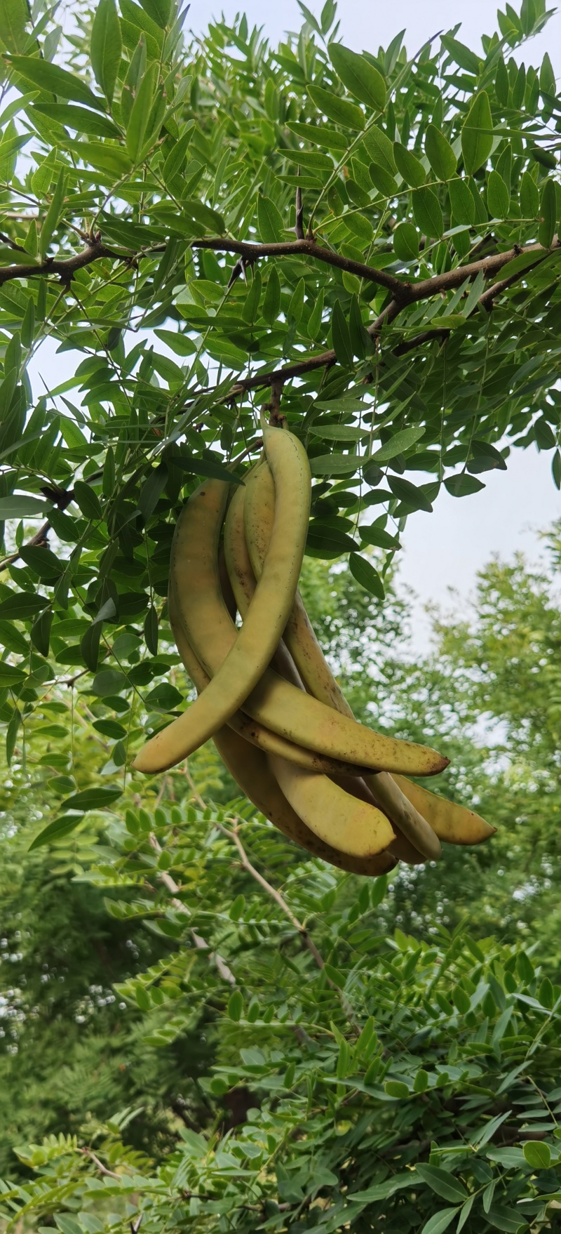 高接皂角树