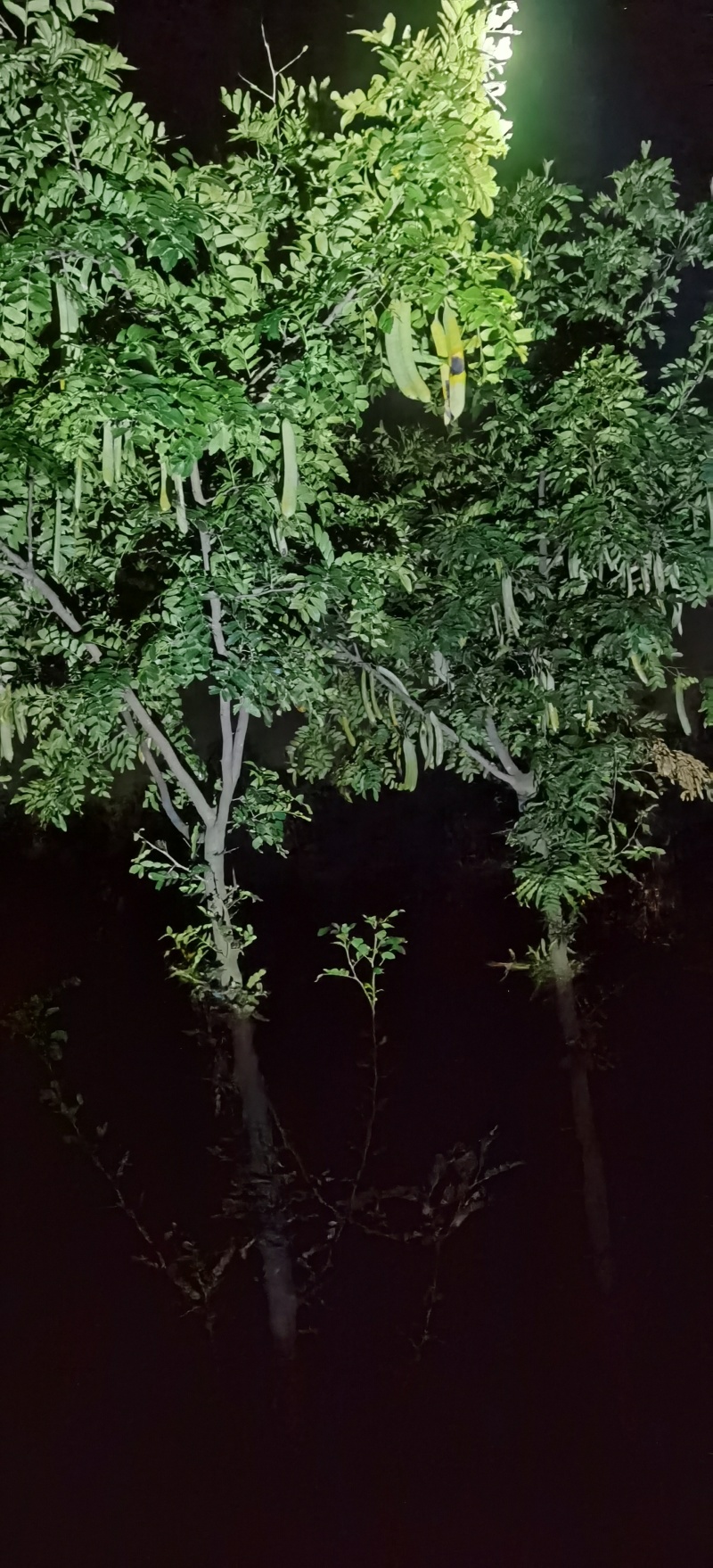 高接皂角树