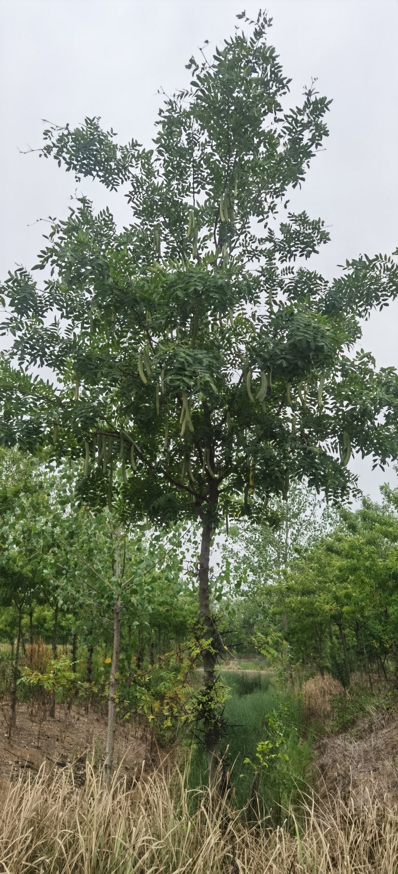 高接皂角树