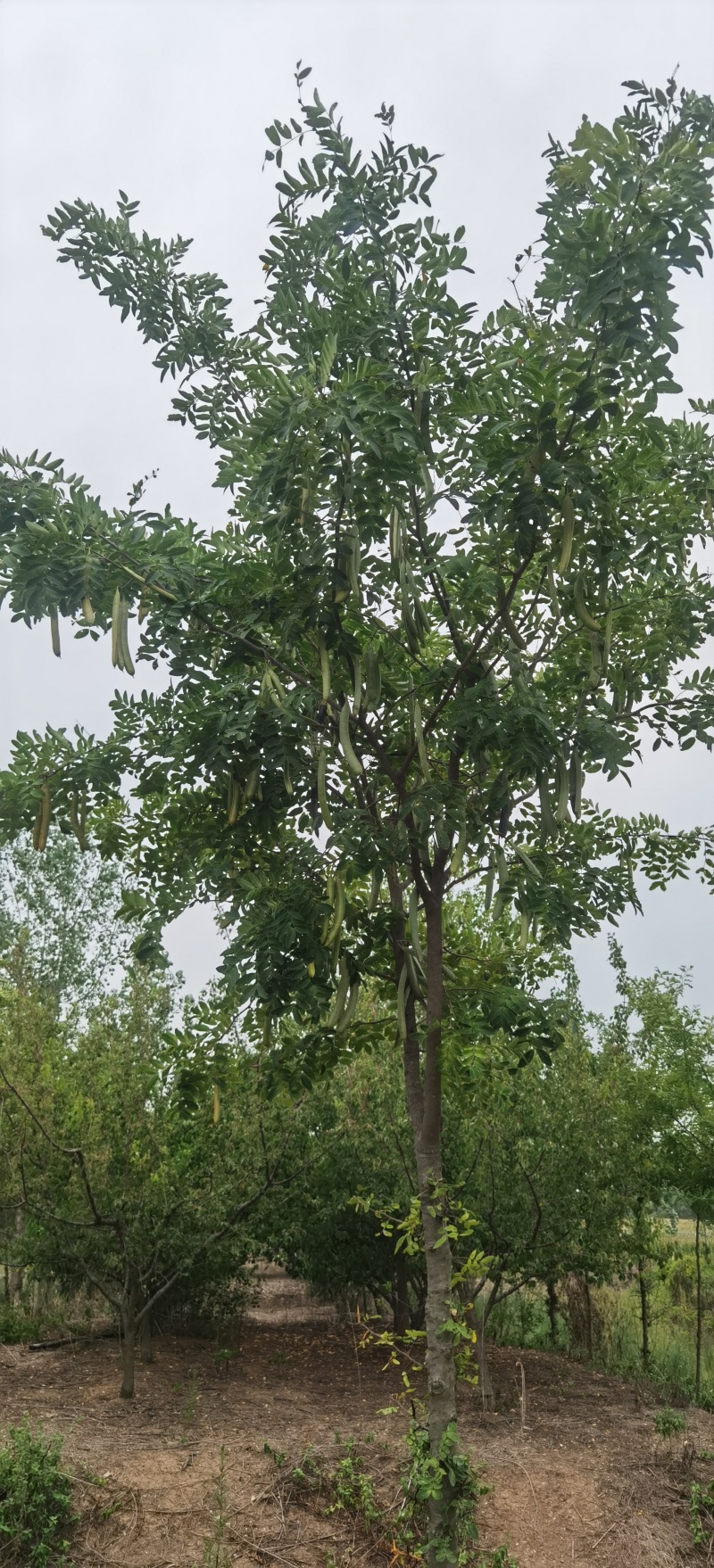 高接皂角树