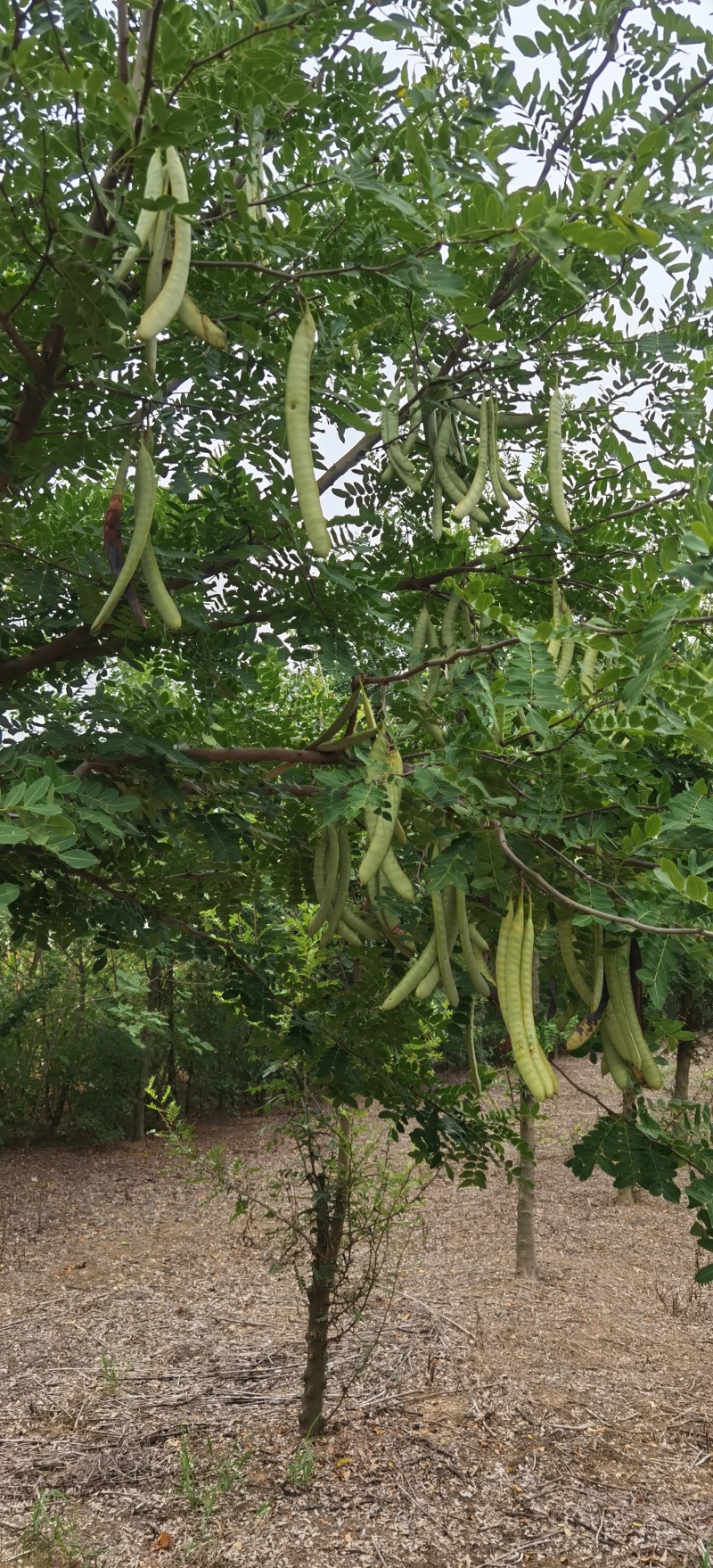 高接皂角树