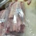 长腹肉条